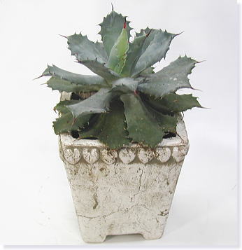 Cactus Flower on